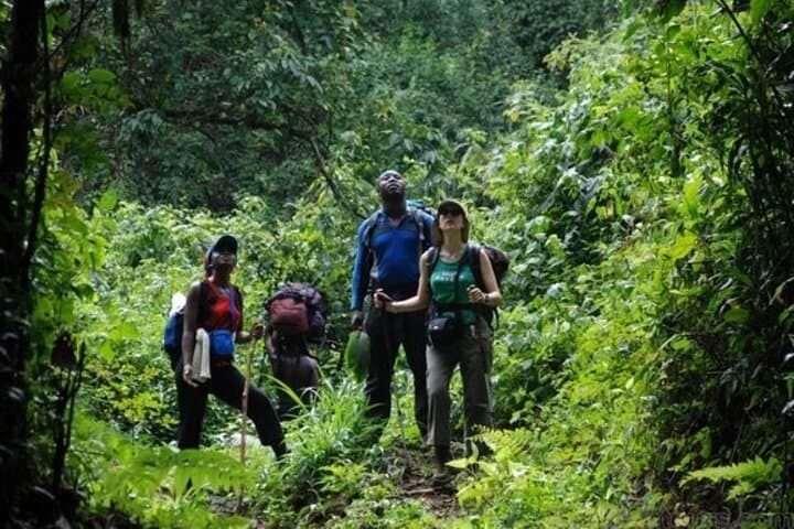 Mount Cameroon Trekking Adventure: 10-Day Summit & Highlands Circuit photo 2