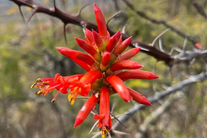Full-Day Teotitlán del Valle Private Tour: Hike, Weaving & Mezcal from Oaxaca photo 2