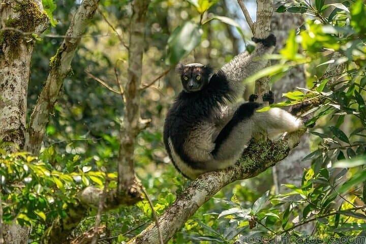 Madagascar Antananarivo to Andasibe: 7-Day Wildlife and Baobab Explorer photo 3