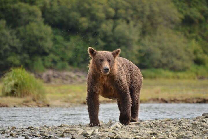 Exclusive Alaska Bear Viewing: Private Floatplane Trip to Remote Brown Bears photo 2