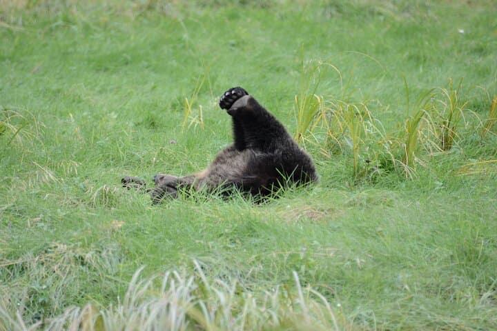 Exclusive Alaska Bear Viewing: Private Floatplane Trip to Remote Brown Bears photo 4