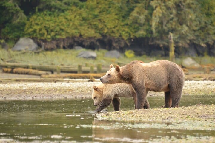 Exclusive Alaska Bear Viewing: Private Floatplane Trip to Remote Brown Bears photo 5