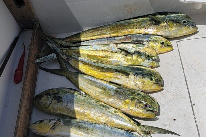 6-Hour Offshore Big Game Fishing Adventure from Marathon, FL photo 5