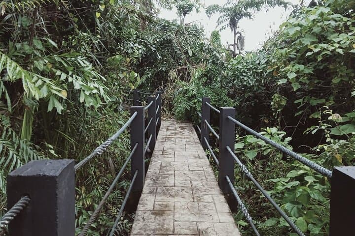 Sedim Rainforest Canopy Walk: 925m Treetop Trail Near Penang