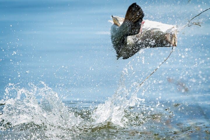 Land-Based Barramundi Fishing Near Darwin: Hooked On Barra Experience photo 6
