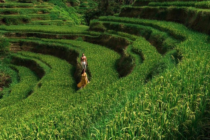 Ubud Full-Day Tour: Swing, Tegalalang Rice Terraces, Monkey Forest & Tegenungan Waterfall photo 5