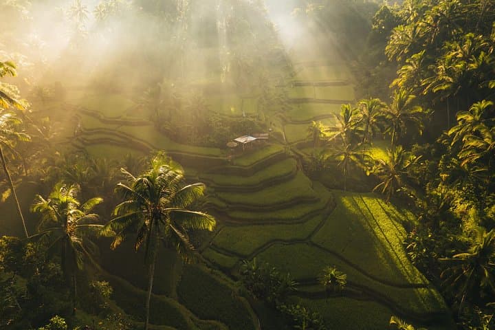 Ubud Full-Day Tour: Swing, Tegalalang Rice Terraces, Monkey Forest & Tegenungan Waterfall photo 3