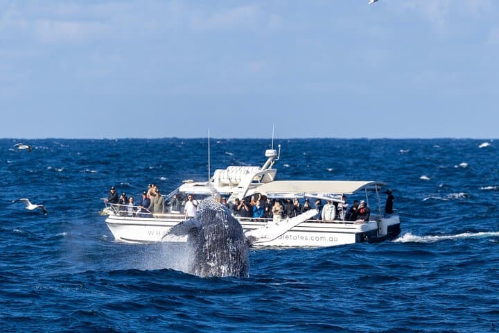 Intimate Whale Watching Cruise in Sydney Harbour photo 5