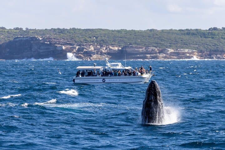 Intimate Whale Watching Cruise in Sydney Harbour photo 6