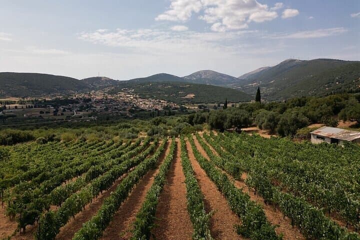 Kefalonia Tastes & Flavors Half-Day Olive Oil, Wine and Honey Tour photo 2