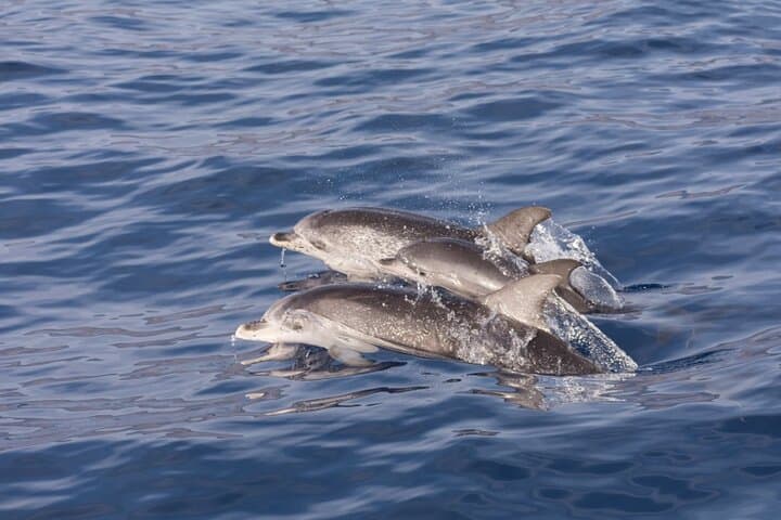 Explore Wild Dolphins and Marine Life on a 2-Hour North Myrtle Beach Catamaran Tour photo 4