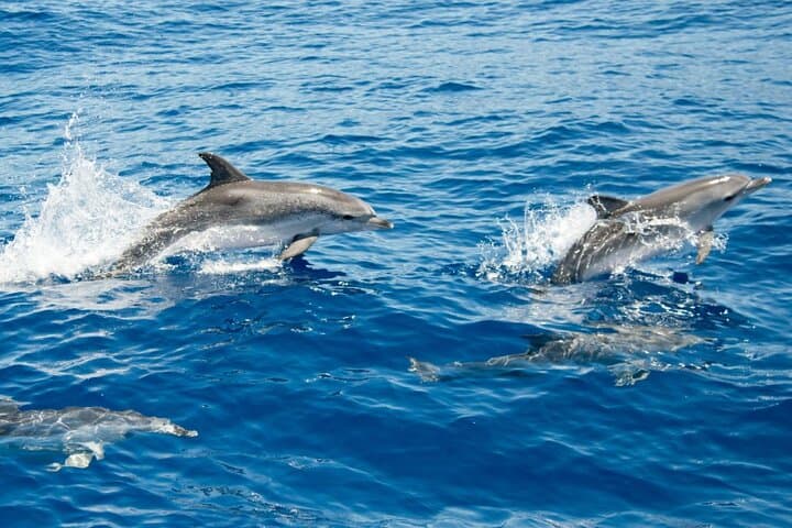 Explore Wild Dolphins and Marine Life on a 2-Hour North Myrtle Beach Catamaran Tour photo 5