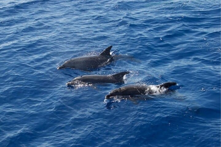 Uncharted Waters team