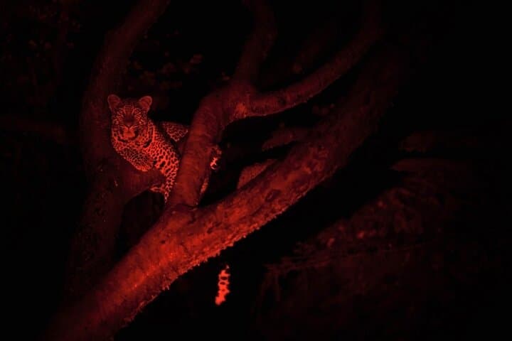 Nairobi National Park Night Game Drive: Safari Adventure After Dark photo 3