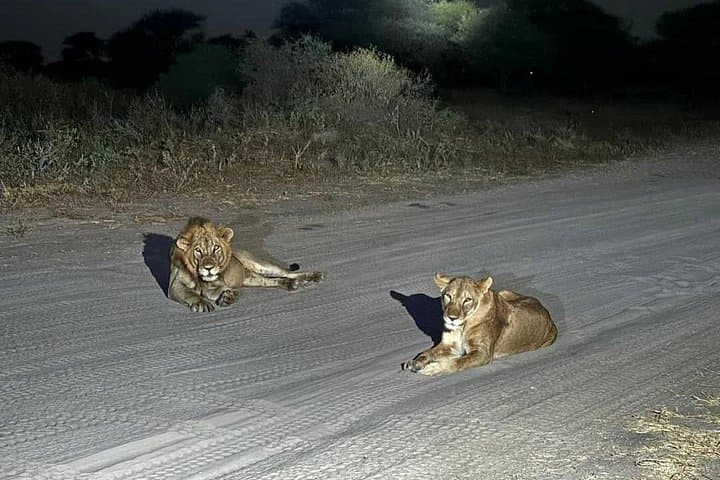 Night Game Drive Nairobi National Park: After-Dark Safari with Rangers photo 1