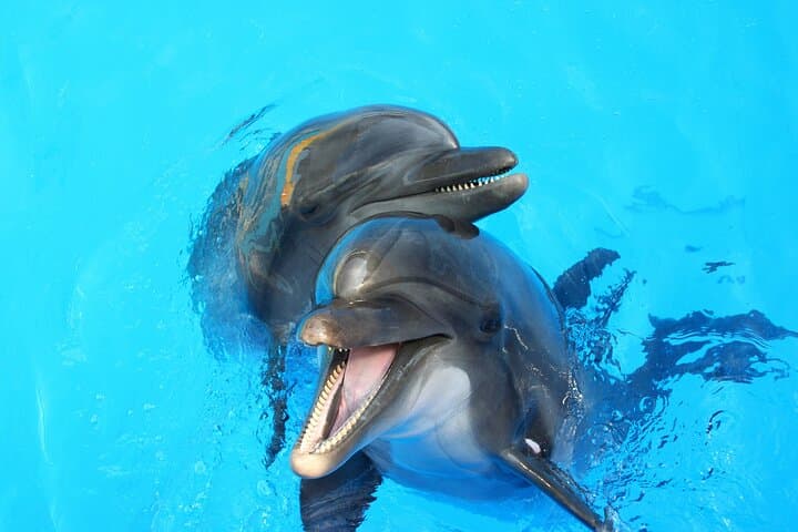 Red Sea Dolphin House VIP Snorkel Trip from Hurghada with Lunch photo 4