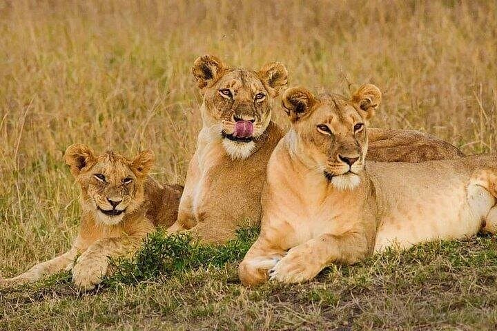 Explore Nairobi’s Urban Wilderness and Cultural Treasures: National Park, Giraffe Centre & Beads Factory Tour photo 2