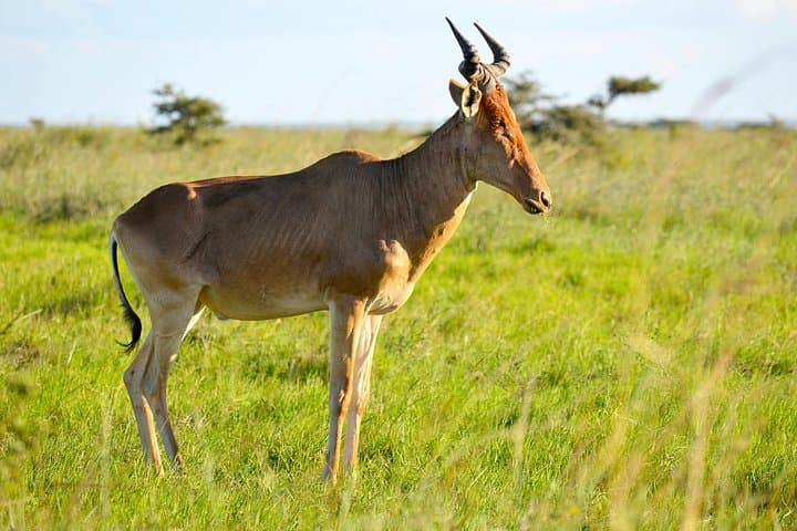 5-Day Scenic Uganda Safari: Queen Elizabeth & Lake Bunyonyi Adventure photo 1
