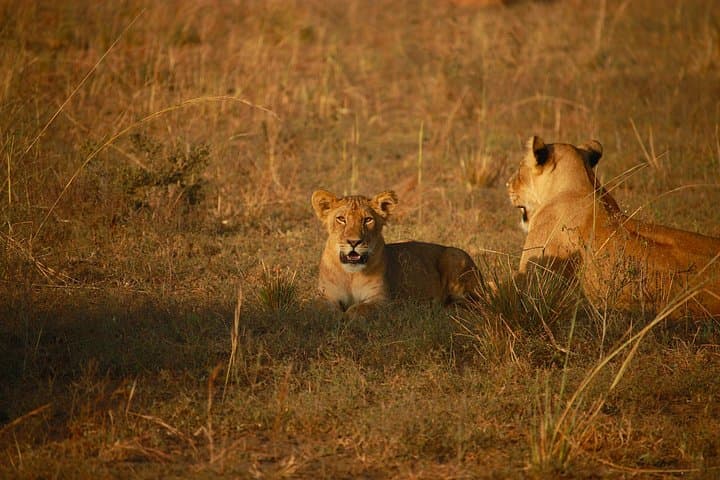 5-Day Scenic Uganda Safari: Queen Elizabeth & Lake Bunyonyi Adventure photo 2