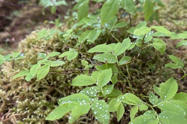 Connell Lake Trail: Guided Hike through Tongass National Forest from Ketchikan photo 3