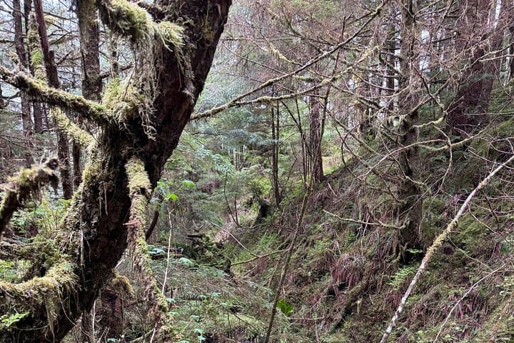 Connell Lake Trail: Guided Hike through Tongass National Forest from Ketchikan photo 5