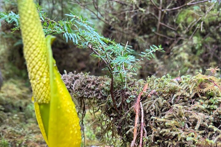 Ward Creek Trail Nature Walk in Ketchikan — Guided Hike Through the Tongass photo 3