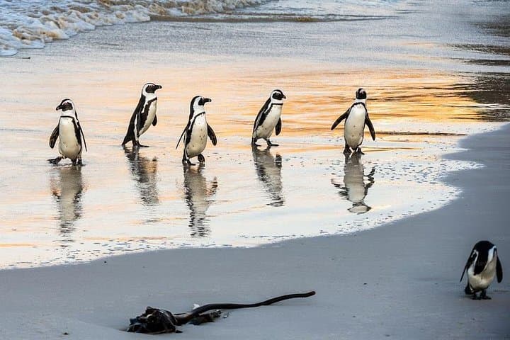 Half-Day African Penguin Tour to Boulders Beach & Cape Peninsula Sights photo 1
