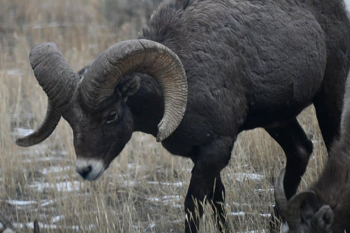 Full-Day Private Yellowstone Tour from Big Sky: Geysers, Wildlife & Waterfalls photo 1