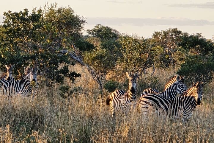 Zambezi National Park 3-Hour Safari from Victoria Falls — Morning & Afternoon Game Drives