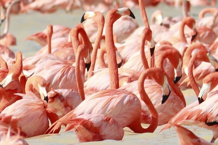 Celestún Mangrove & Flamingo Boat Tour from Mérida — Day Trip to Yucatán’s Pink Flats photo 6