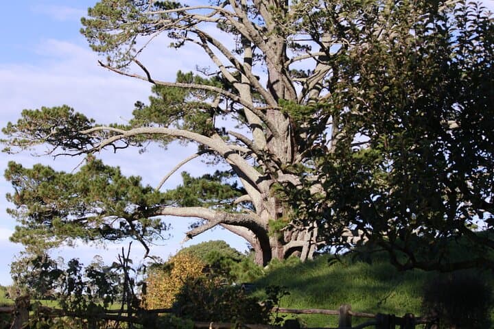 Hobbiton and Waitomo Caves Day Tour from Rotorua — Small-Group Experience photo 4