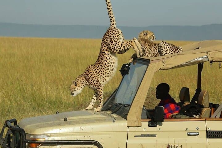 3-Day Masai Mara 4x4 Safari — Big Five Game Drives & Mara River Experience photo 2