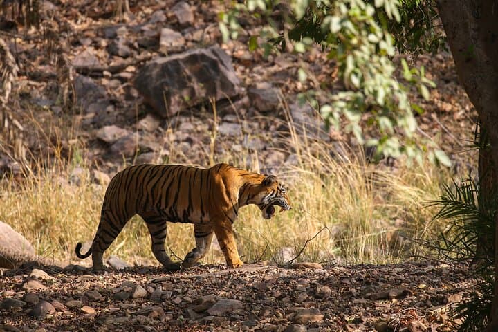3-Day Jaipur, Ranthambore Safari & Agra Taj Mahal Tour: Royal Cities and Tiger Country photo 2