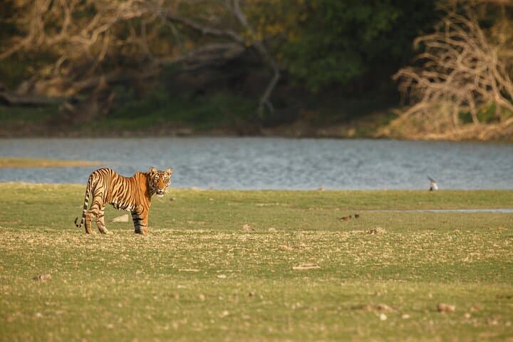 3-Day Jaipur, Ranthambore Safari & Agra Taj Mahal Tour: Royal Cities and Tiger Country photo 3