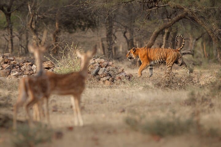 3-Day Jaipur, Ranthambore Safari & Agra Taj Mahal Tour: Royal Cities and Tiger Country photo 4