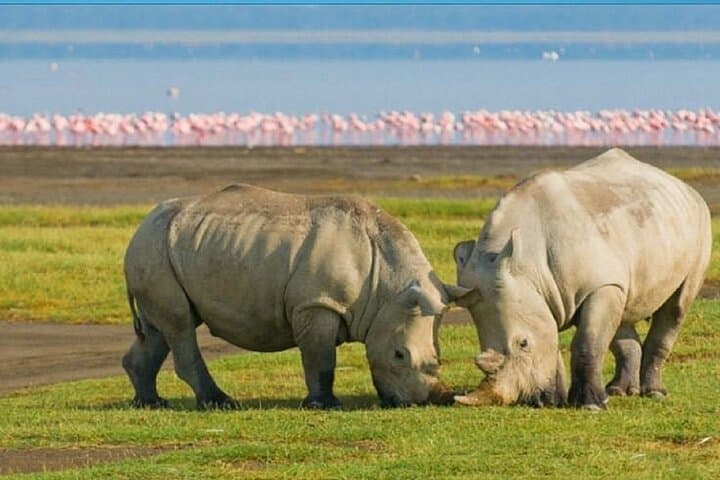 Lake Nakuru Day Safari & Lake Naivasha Boat Ride — Flamingos, Rhinos & Rift Valley Views