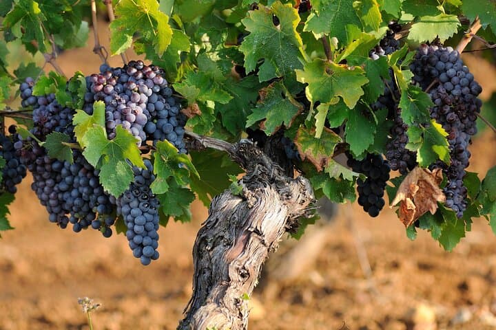 Arrábida & Setúbal Vineyards: Private Day Trip from Lisbon photo 2