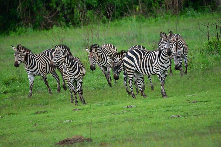 Full-Day Akagera National Park Safari and Ihema Lake Boat Ride from Kigali