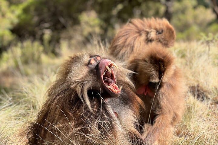 3-Day Simien Mountains Trek: Sankaber to Chennek and Jinbar Falls photo 3