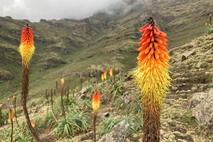 3-Day Simien Mountains Trek: Sankaber to Chennek and Jinbar Falls photo 6