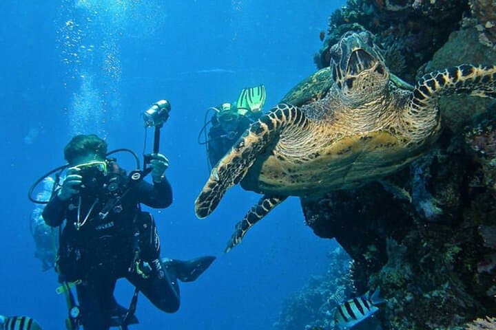 Ras Mohamed & White Island: Full-Day Snorkel and Intro Dive from Sharm El Sheikh photo 5