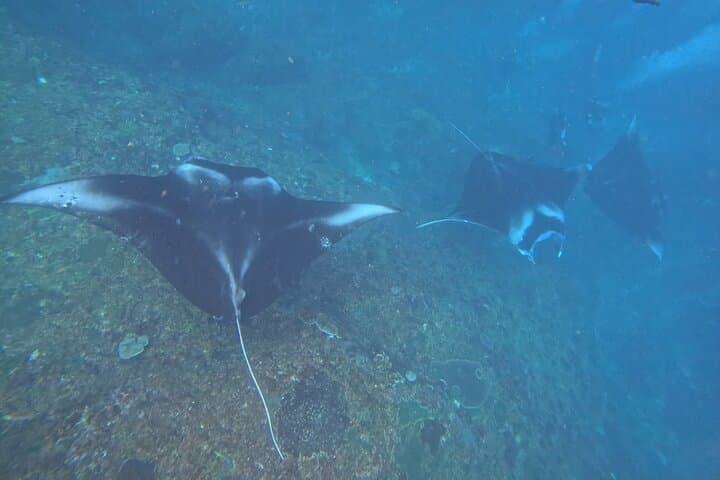 Manta Point Snorkeling and West Coast Tour — Swim with Giant Mantas on Nusa Penida photo 4