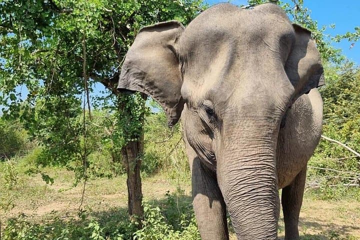 Negombo to Trincomalee: Transfer with Habarana Safari & Village Experience photo 2