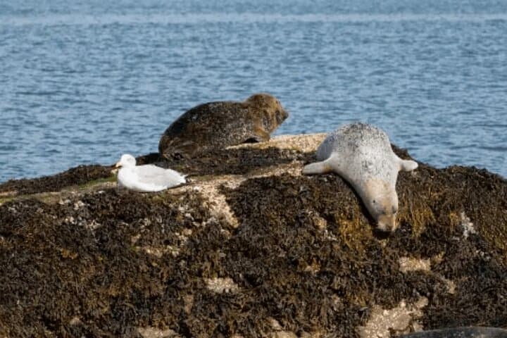 Glengarriff and West Cork Private Tour: Garnish Island, Healy Pass & Coastal Drives photo 2