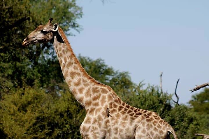 River and Savannah: Chobe Day Safari from Kasane photo 5