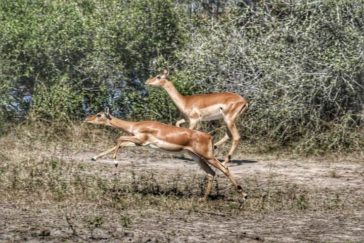 River and Savannah: Chobe Day Safari from Kasane