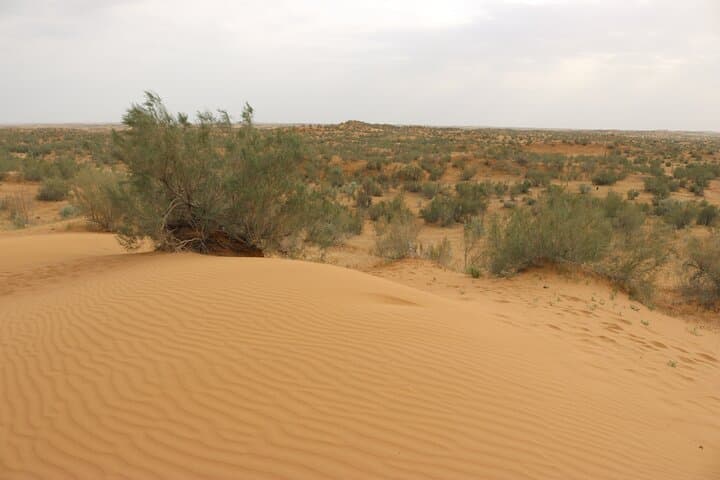 Aydar Lake Yurt Camping: 2-Day Desert Yurt Adventure from Bukhara photo 6
