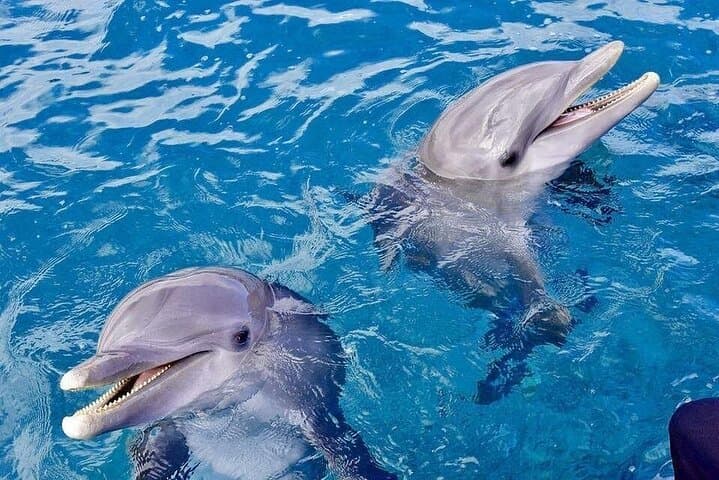 Hurghada Dolphin House Speedboat: Private Snorkel with Wild Dolphins in the Red Sea photo 2