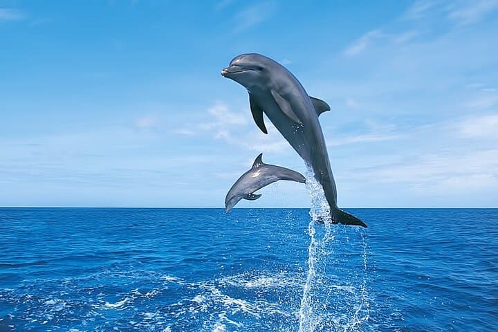 Hurghada Dolphin House Speedboat: Private Snorkel with Wild Dolphins in the Red Sea photo 6