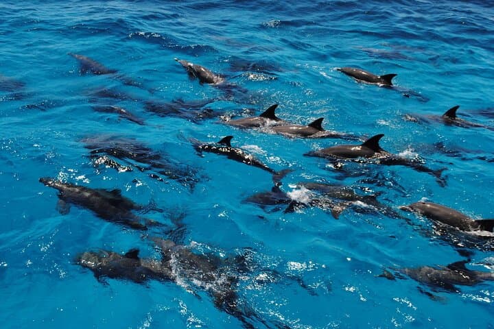Hurghada Dolphin House Speedboat: Private Snorkel with Wild Dolphins in the Red Sea photo 4